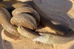 அமெரிக்காவிடம் இருந்து ஏவுகணைகளை வாங்கும் அவுஸ்திரேலியா