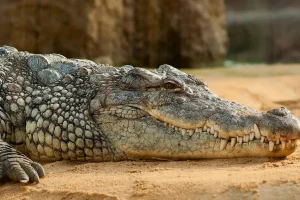 ஆஸ்திரேலியர்களின் நிதி அழுத்தம் மிக உயர்வு – நெருக்கடியில் மக்கள்