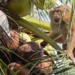 அமெரிக்க டொலருக்கு நிகரான ரூபாவின் பெறுமதியில் வளர்ச்சி : தொடர்ந்து ஏற்றத்தில் இலங்கை ரூபாய்!