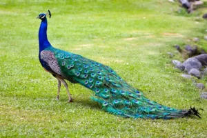 கைதிகளை விடுதலை செய்ய வேண்டும்