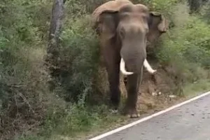 தமிழகத்தில் நாளுக்கு நாள் கொரோனாவின் தாக்கம்