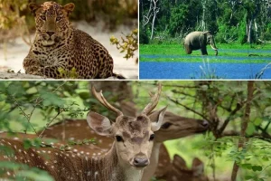 இலங்கையில் மசாஜ் நிலையங்களில் நடக்கும் அட்டகாசம் – சிக்கிய இளம் பெண்கள்