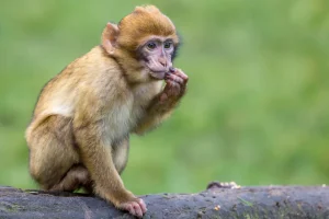 தங்க நகையை கொள்ளையிட்ட பொலிஸ் சார்ஜன்ட் கைது