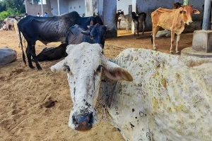 பணியாளர்கள் பற்றாக்குறை காரணமாக வரலாற்றில் முதல் முறையாக முக்கிய ரயில்கள் ரத்து