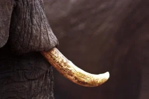 நோர்ட் ஸ்ட்ரீம் குழாய் கசிவு பகுதியில் கப்பல்கள் பயணிப்பது ஆபத்தானது!