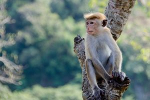 10 ரன்கள் வித்தியாசத்தில் லக்னோ அணி வெற்றி