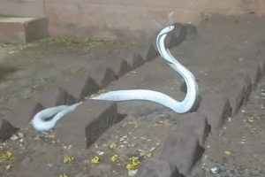 எகிப்தில் லொரியின் பின்னால் மோதிய பஸ் – 14 பேர் பலி