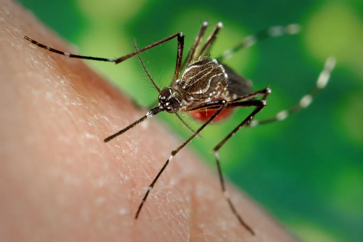 mosquito biting