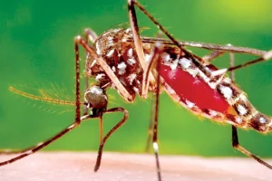 கருங்கடலில் 22 ட்ரோன்களை அழித்ததாக ரஷ்யா தெரிவிப்பு!