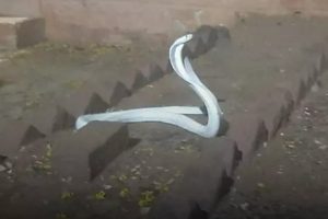 மீன் கடைகள் மற்றும் மதுபான கடைகளுக்கு பூட்டு