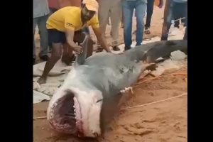 துனிசியா கடலில் அகதிகள் சென்ற படகுகள் கவிழ்ந்து 5 பேர் பலி