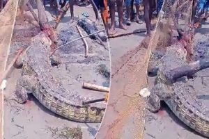 லண்டனில் இந்திய மாணவி குத்திக் கொலை – மூவர் கைது