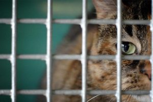 சிங்கப்பூரில் ஆயிர கணக்கில் விற்பனையாகும் வீடுகள்!