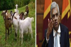 ஜப்பானில் அகதிகள் மசோதா தொடர்பில் எம்.பிக்கள் இடையே கைகலப்பு