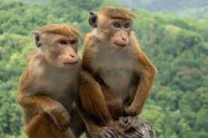 யாழ்ப்பாணத் தமிழர்களுக்கு இன்ப அதிர்ச்சி கொடுக்க இலங்கைக்கு வந்த KPY பிரபலங்கள்….