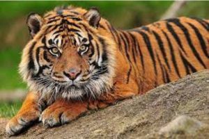 யாழ்ப்பாணத்தில் 15 பேர் கைது! வெளியான காரணம்