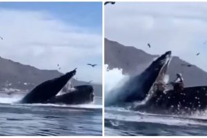 யாழ்.பல்கலைக்கழக மோதல்; 31 மாணவர்களுக்கு உள்நுழையத் தடை