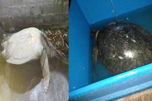 ஊடகவியலாளர் தரிந்து உடுவரகெதர உடனடியாக விடுதலை செய்ய வேண்டும்! யாழ்.ஊடக அமையம்