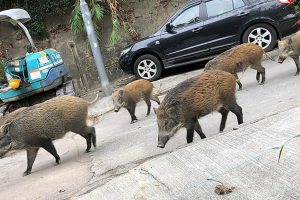 இலங்கையை விட்டு வெளியேறும் மக்கள் – அதிகரிக்கும் எண்ணிக்கை