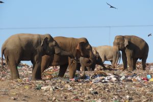 புர்ஜ் கலிபாவில் லேசர் ஒளியால் ஜொலித்த இந்திய தேசியக் கொடி(வீடியோ)