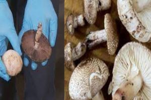 வெஸ்ட் இண்டீஸ் அணிக்கு 153 ஓட்டங்கள் இலக்கு