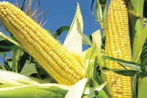 பிரிட்டிஷ் கொலம்பியாவில் அவசர நிலை அறிவிப்பு