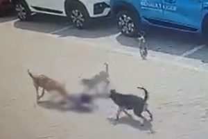 சர்வதேச அளவில் பெயர்பெற்ற இரண்டு இலங்கை பேராசிரியர்கள்