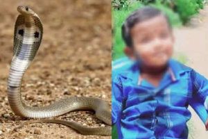 கொலம்பியாவில் சக்தி வாய்ந்த நிலநடுக்கத்தால் குழுங்கிய கட்டிடங்கள்… பீதியில் மக்கள்
