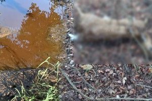ஜெர்மனியில் கஞ்சா தொடர்பாக நிறைவேற்றப்பட்ட முக்கிய மசோதா