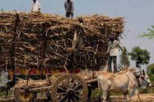 அண்டார்டிக் பனி உருகுவதால் உயிரிழக்கும் ஆயிரக்கணக்கான பெங்குவின்கள்