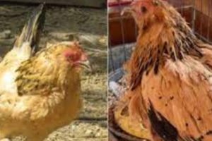மின்சார சபையில் ஊழியர்களை குறைக்க வேண்டி வரும் – காஞ்சன!