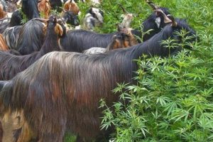 ஹரக் கட்டா தப்பிச் செல்ல முயன்ற சம்பவம்: மற்றுமொரு அதிகாரி கைது