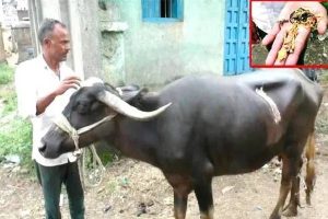 விடாமுயற்சியில் ரஜினிகாந்தா? அஜர்பைஜானில் என்ன கோலத்தில் இருக்காரு பாருங்க