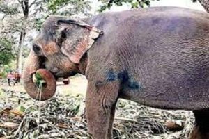 “லியோ” டிக்கெட் வாங்க வந்த விஜய் ரசிகரின் கால் உடைந்ததால் பரபரப்பு