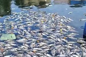 ஹமாசிக்கு உதவும் நாடுகளை கடுமையாக கண்டிக்கும் மக்ரோன்