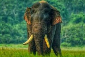 கராச்சி – பங்களாவில் ரகசிய பார்ட்டி… பள்ளி மாணவர்கள் கைது ;வைரல் வீடியோ!