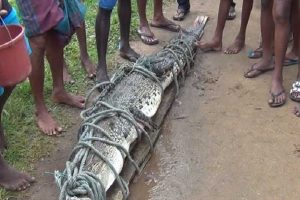 இலங்கையில் சில அத்தியாவசிய பொருட்களின் விலையை குறைக்க நடவடிக்கை!