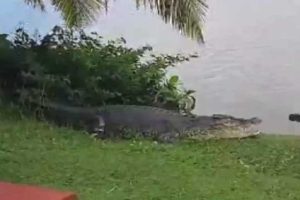 ஆசிய விளையாட்டு போட்டி களநிலைவரம் : முதலிடத்தில் சீனா!