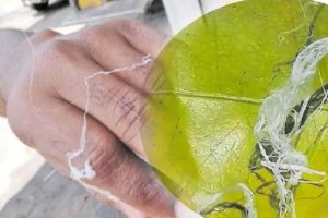 ஏ9 வீதியில் இடம்பெற்ற விபத்தில் இளம் பெண் ஒருவர் பலி
