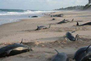 இங்கிலாந்து மற்றும் வேல்ஸின் நீதித்துறைக்கு தலைமை தாங்கிய முதல் பெண்மணி