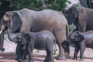 மீண்டும் உறவினர்களிடம் கையளிக்கப்பட்ட வர்த்தகர் ஷாப்டரின் சடலம்…