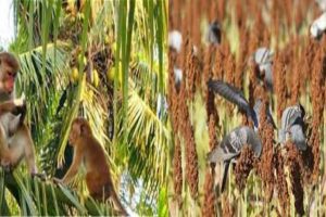 டைகர் 3 படத்தில் இணைந்த ஷாருக்கான், ஹிருத்திக் ரோஷன் – எகிறும் எதிர்பார்ப்பு