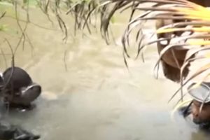 அயர்லாந்து கலவரத்தில் ஈடுபட்ட 34 பேர் போலீஸாரால் கைது