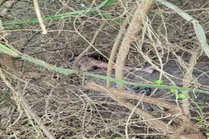 ஈரான் ஆதரவு பயங்கரவாதக் குழுக்களுக்கு தடை விதித்த அமெரிக்கா