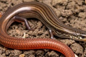காசா பகுதியில் உள்ள ஒரு பெரிய வைத்தியசாலை முற்றாக முடக்கம்
