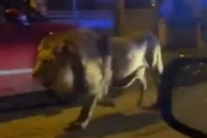 அருணோதயா இந்து கல்லூரியின் மாபெறும் கிரிக்கெட் கொண்டாட்டம்