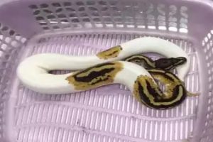 சிறையில் உண்ணாவிரதப் போராட்டத்தை முடித்த ஈரானிய பெண்