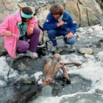 யாழ்ப்பாணத்தில் சடுதியாக அதிகரித்து வரும் டெங்கு நோயாளர்களின் எண்ணிக்கை