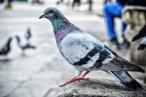 வித்தியாசமான முறையில் அவுட் ஆன முஷ்பிகுர் ரஹீம்
