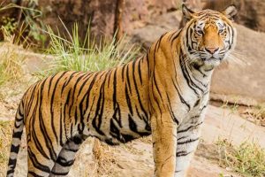 ஐக்கிய இராச்சியத்தின் குடிவரவு அமைச்சர் பதவி விலகல்